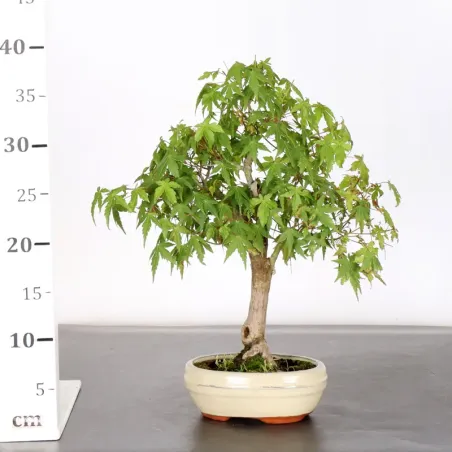 image supplémentaire - JAPANESE MAPLE "ACER...