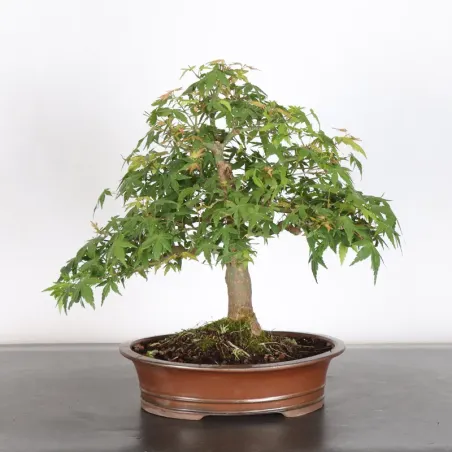 JAPANESE MAPLE "ACER PALMATUM" 1-14
