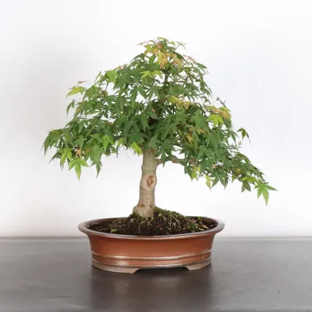 image supplémentaire - ERABLE DU JAPON "ACER...
