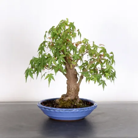image supplémentaire - ERABLE DU JAPON "ACER...
