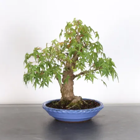 Bonsai Acer Palmatum AP-1-16