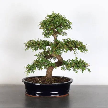 Bonsai Orme de Sibérie OR-1-8
