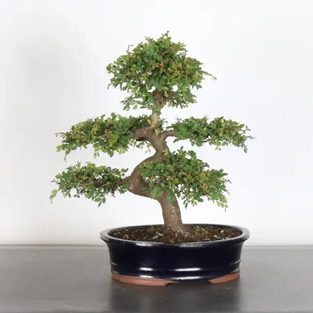 image supplémentaire - Orme de chine "ulmus...