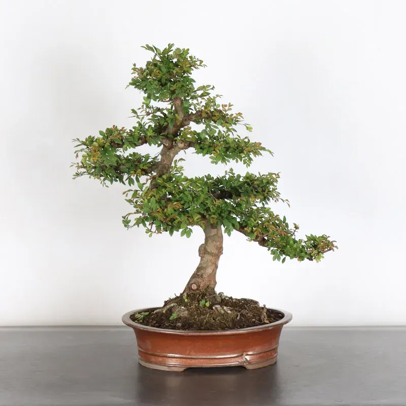 Bonsai Orme de Sibérie OR-1-9