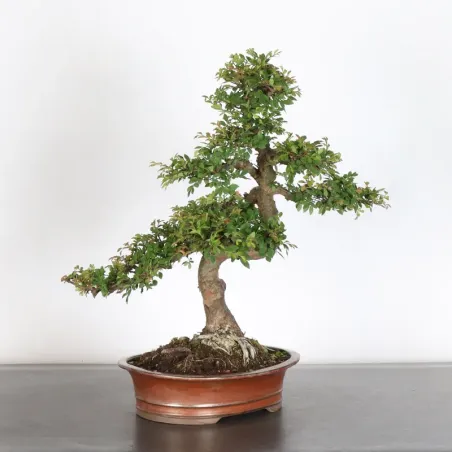 image supplémentaire - Chinese elm "ulmus...