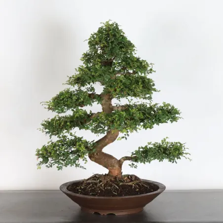 Bonsai Siberian Elm OR-1-12