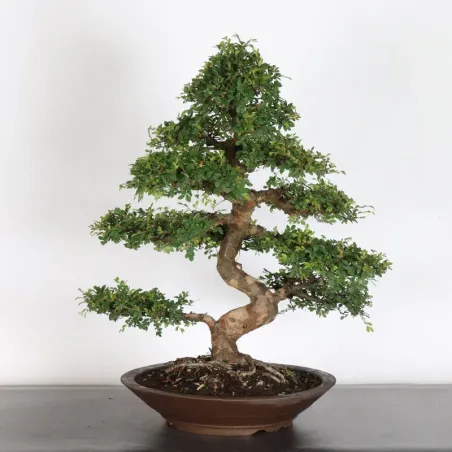 image supplémentaire - Orme de chine "ulmus...