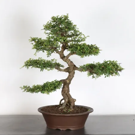 image supplémentaire - Chinese elm "ulmus...