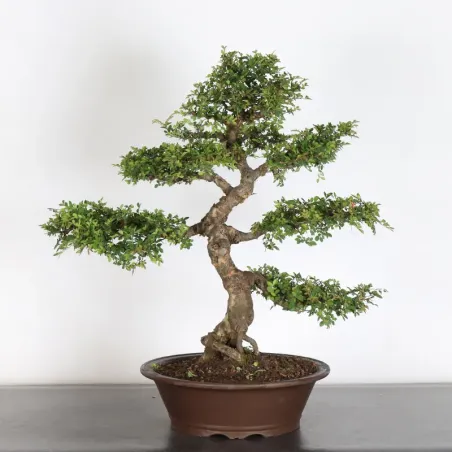 Orme de chine "ulmus parvifolia" 1-14