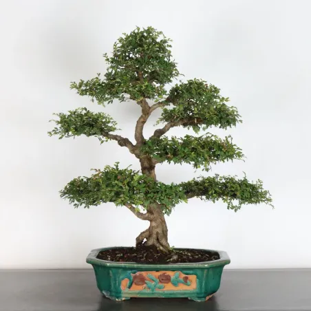 Orme de chine "ulmus parvifolia" 1-15