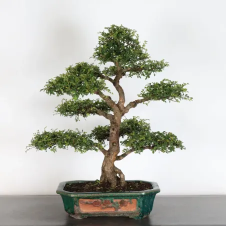 image supplémentaire - Orme de chine "ulmus...