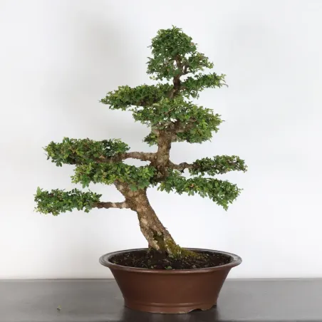 Orme de chine "ulmus parvifolia" 1-18
