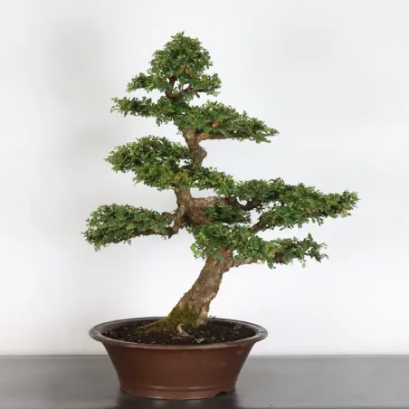 image supplémentaire - Orme de chine "ulmus...