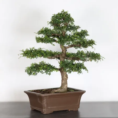 image supplémentaire - Orme de chine "ulmus...