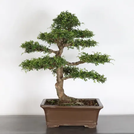 Chinese elm "ulmus parvifolia" 1-19