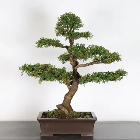 image supplémentaire - ORME DE CHINE "Ulmus...