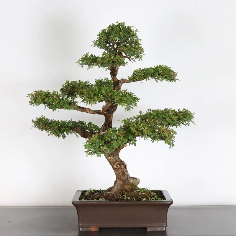 Bonsai Chinese Elm OR-2-1