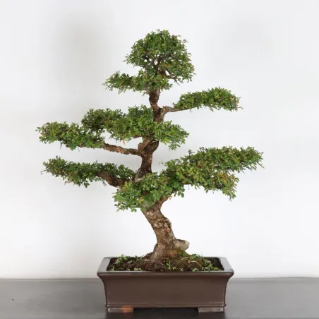 Bonsai Orme de Chine OR-2-1