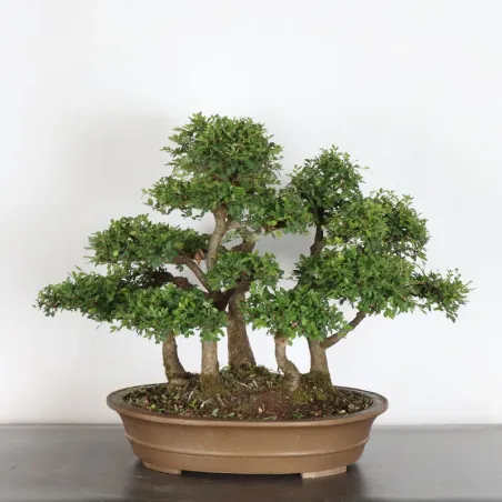 image supplémentaire - CHINESE ELM "Ulmus...