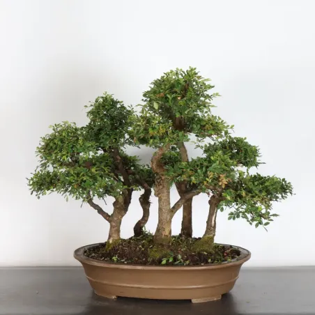 Bonsai Orme de Chine OR-2-2
