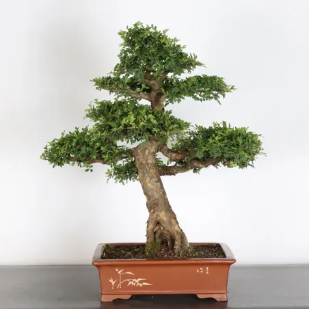 Bonsai Orme de Chine OR-2-3