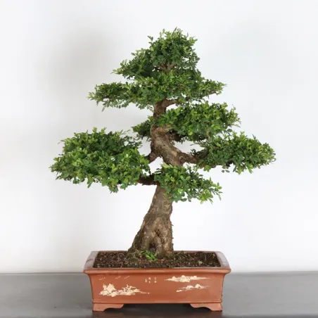image supplémentaire - ORME DE CHINE "Ulmus...