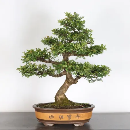 Bonsai Orme de Chine OR-2-4