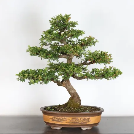 image supplémentaire - ORME DE CHINE "Ulmus...