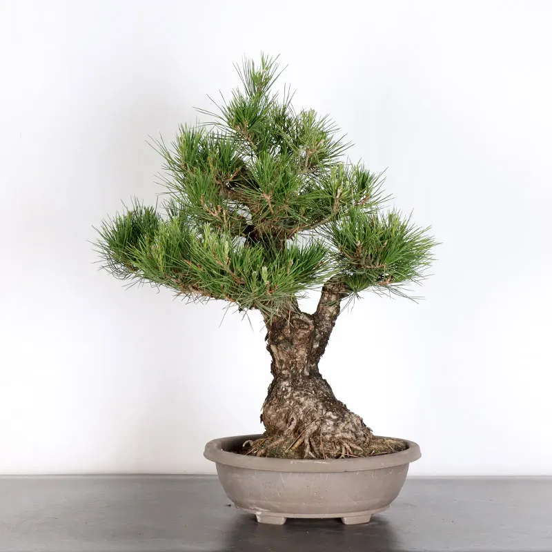 JAPANESE BLACK PINE "THUNBERGII" 1-4