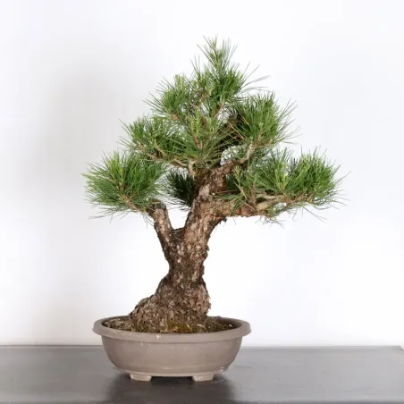 image supplémentaire - JAPANESE BLACK PINE...