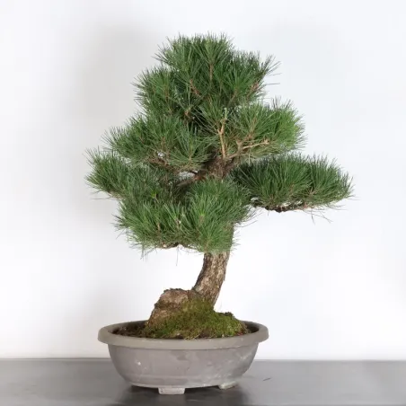 image supplémentaire - JAPANESE BLACK PINE...