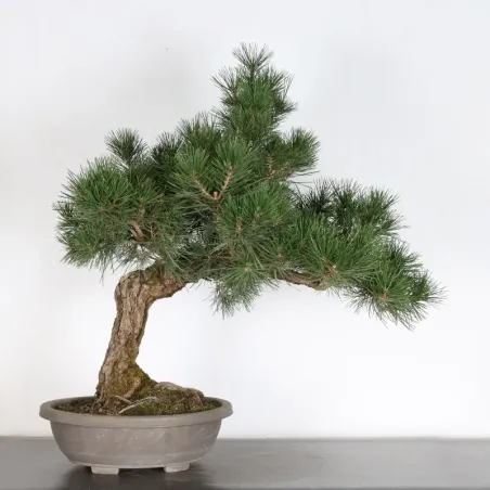JAPANESE BLACK PINE "THUNBERGII" 1-7