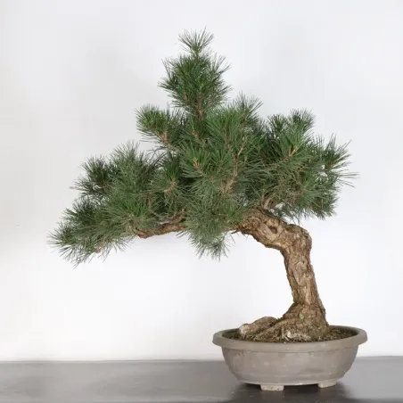 image supplémentaire - JAPANESE BLACK PINE...