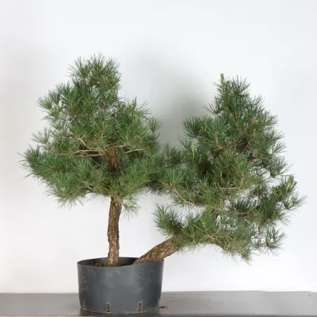 image supplémentaire - JAPANESE BLACK PINE...