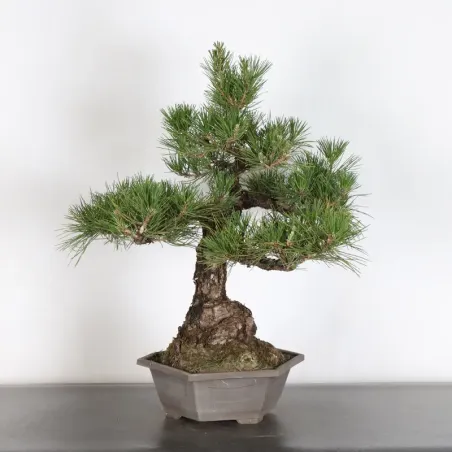 JAPANESE BLACK PINE "THUNBERGII" 2-2