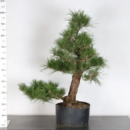 image supplémentaire - JAPANESE BLACK PINE...
