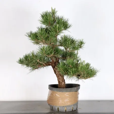 image supplémentaire - JAPANESE BLACK PINE...