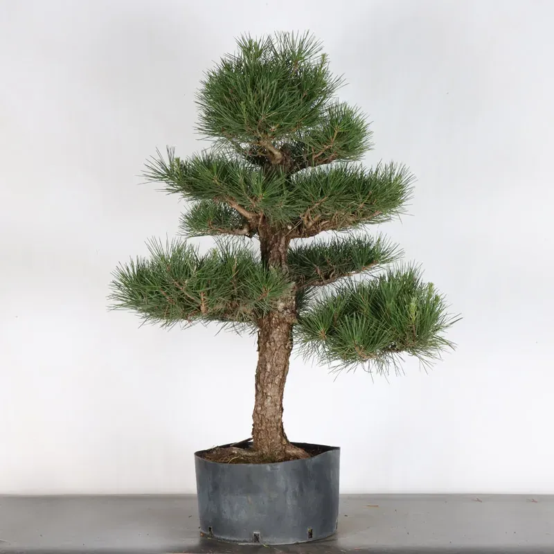 PIN NOIR DU JAPON "THUNBERGII" 2-15