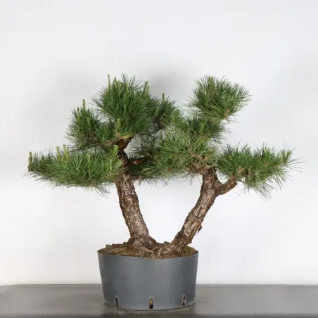 image supplémentaire - BONSAI PINUS THUNBERGII 3-10