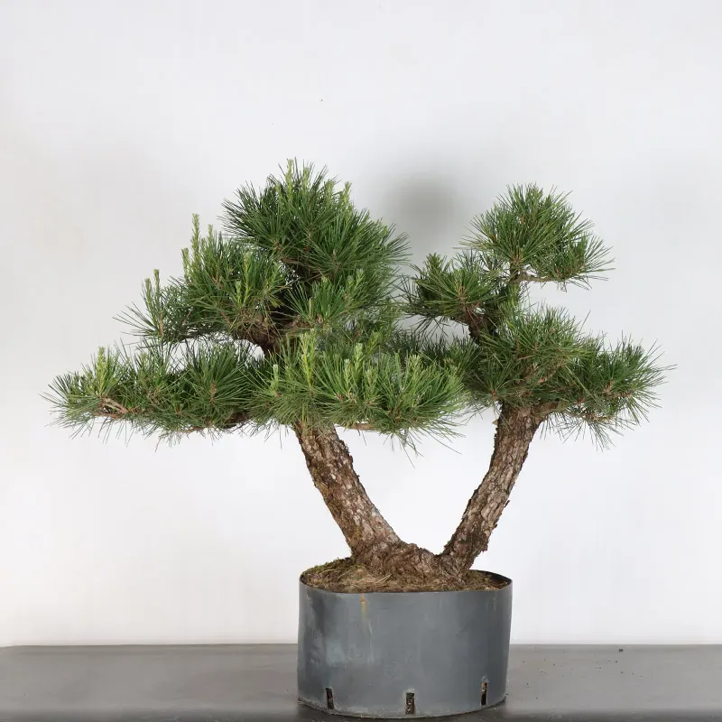 BONSAI PINUS THUNBERGII 3-10