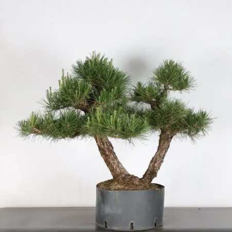 BONSAI PINUS THUNBERGII 3-10