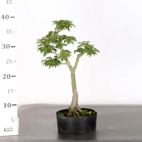 image supplémentaire - PREBONSAI Érable "ACER...