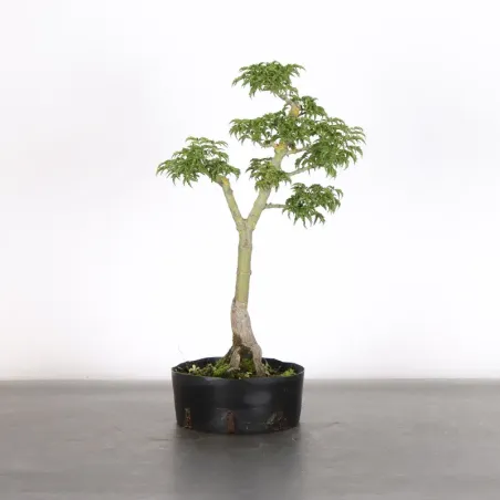 PREBONSAI Érable "ACER SHISHIGASHIRA" 1-6
