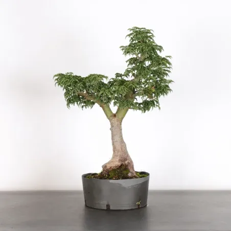 image supplémentaire - prebonsai Érable "ACER...