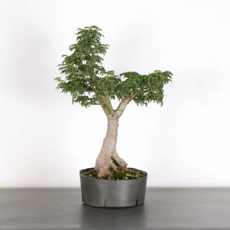 prebonsai Érable "ACER SHISHIGASHIRA" 1-9