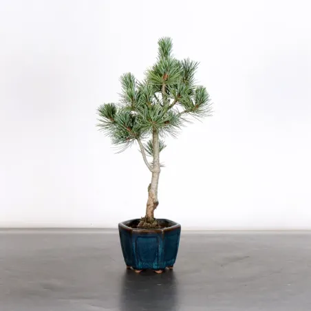 JAPANESE WHITE PINE “PENTAPHYLLA” 1-2