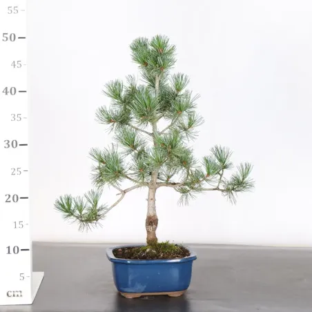 image supplémentaire - JAPANESE WHITE PINE...