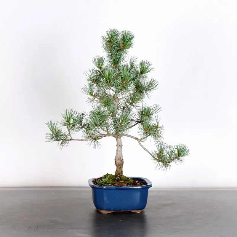 Bonsai Pin Pentaphylla PP-1-7
