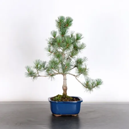 Bonsai Pine Pentaphylla PP-1-7