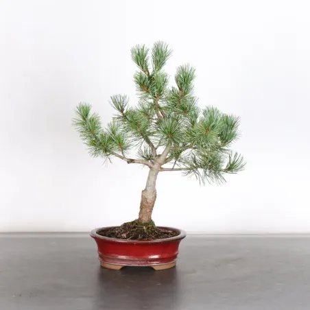 JAPANESE WHITE PINE “PENTAPHYLLA” 1-8